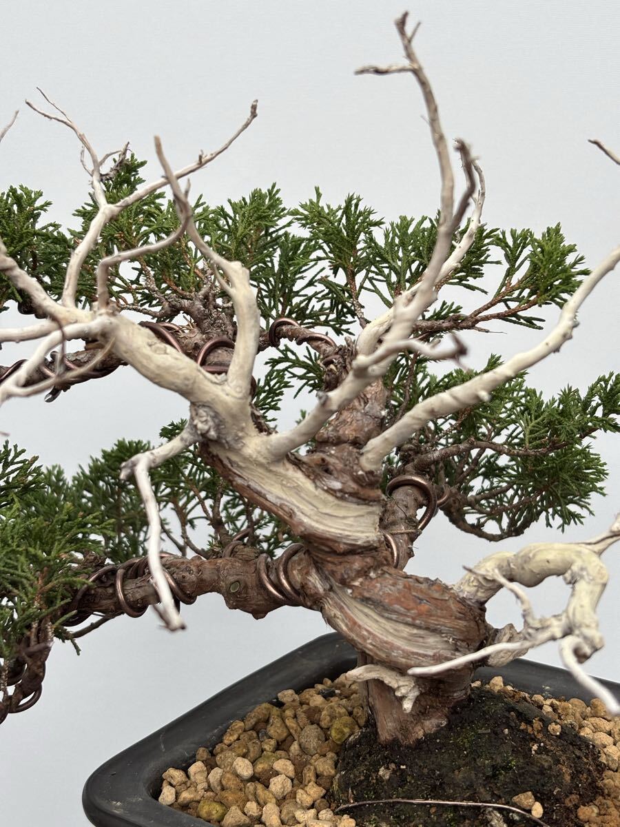 盆栽]真柏⁄小品 糸魚川真柏 小品盆栽 捻転 天ジン 真柏盆栽 【