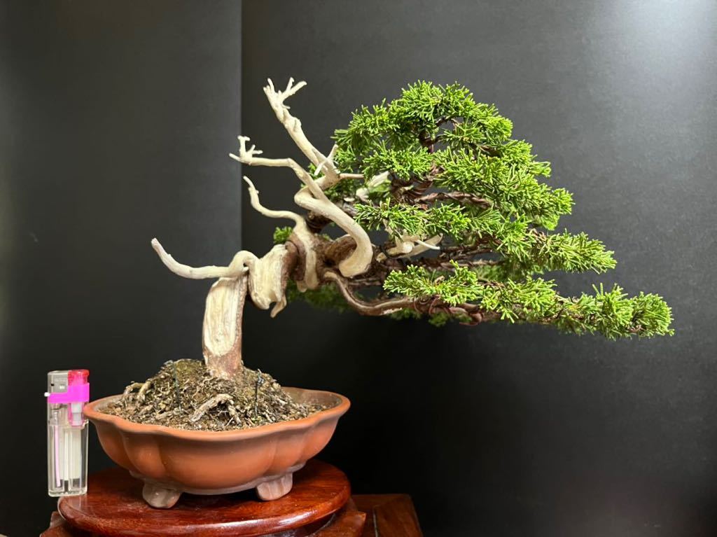 Yahoo!オークション - 真柏盆栽 糸魚川真柏 捻転シャリ幹 中品 樹高天