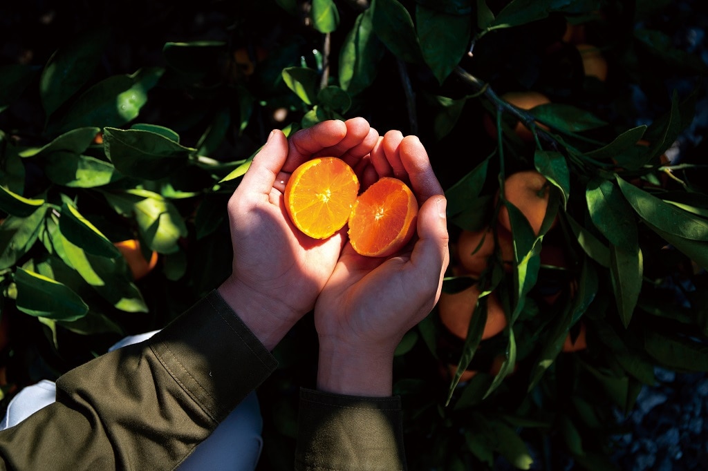 プレミアムみかんジュース（200ml×24本）「株式会社上友農園」(宅配