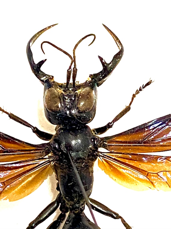 スズメバチの王（メガラ・ガルーダ）実物標本。スズメバチ。ハチ