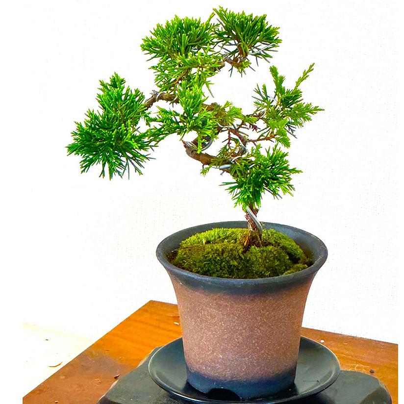 盆栽 真柏 入門種 樹齢5年 特撰 曲幹糸魚川真柏 挿し木 松 室内 初心者
