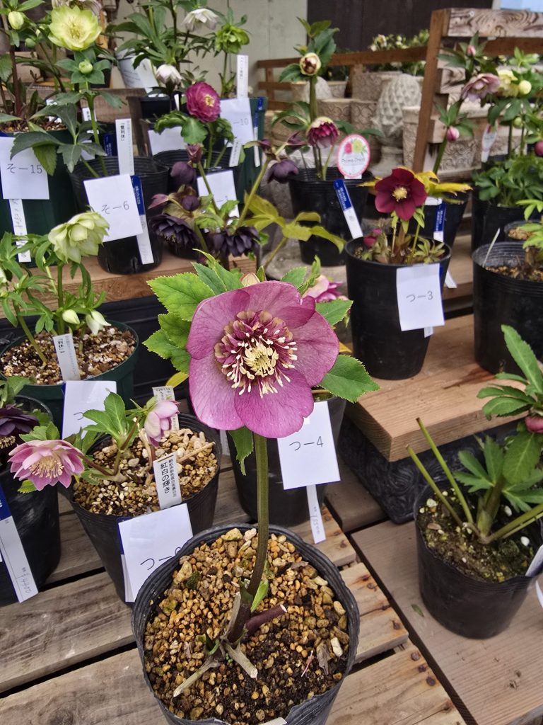 2025クリスマスローズ｢つ｣花通販 | Kanekyu金久は、大阪の泉佐野市