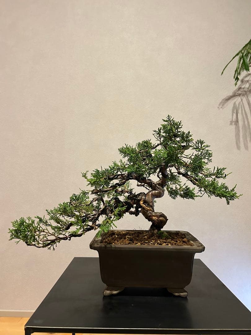 糸魚川真柏　盆栽　貴風盆栽　神舎利　捻転　樹齢約30年 81f4PSaGnwL._AC_UF1000,