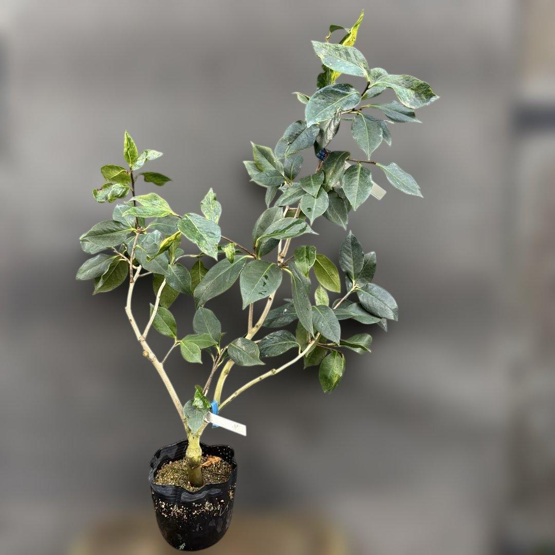 レイジェントリー5 カード検索 ｜ Z/X - Zillions of enemy X - ゼクス公式サイト