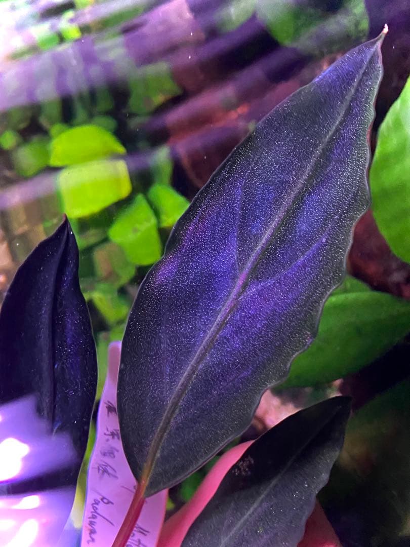 限定1株】 ブセファランドラ sp, モトレイアーナ 極紫個体 水上葉